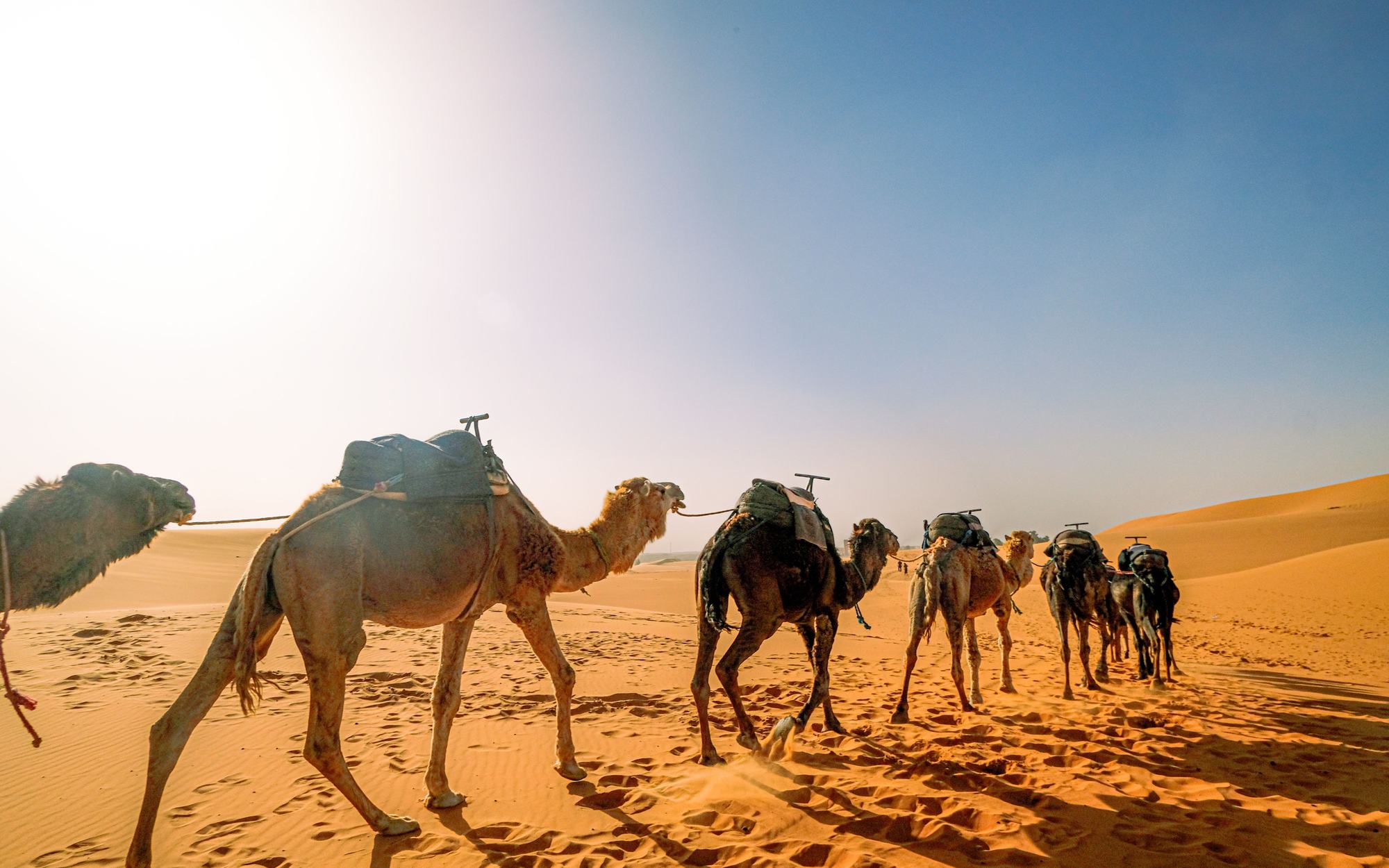 A camel caravan crossing the dunes